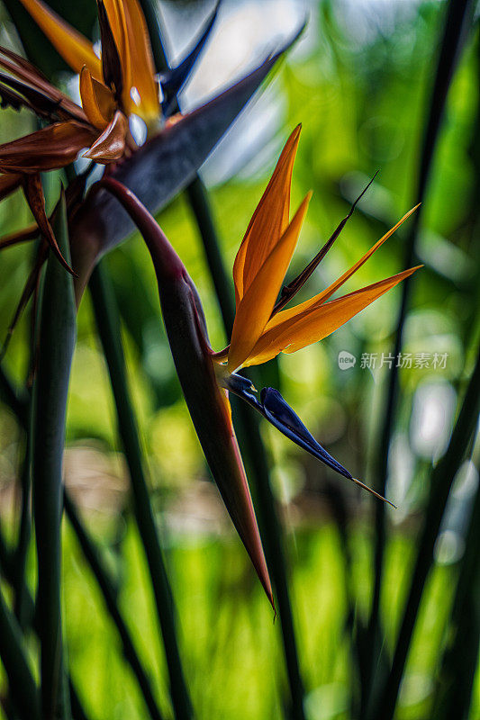 天堂鸟棕榈树花。strerelizia reginae或鹤的花